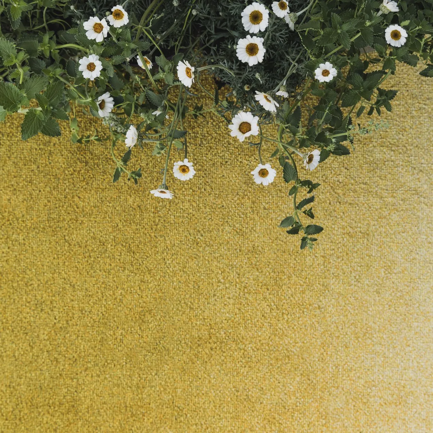 Heymat Doormat Dis Moss, 85x250 Cm
