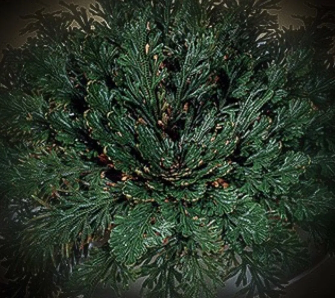 Rose of Jericho - Magickal Resurrection Plant