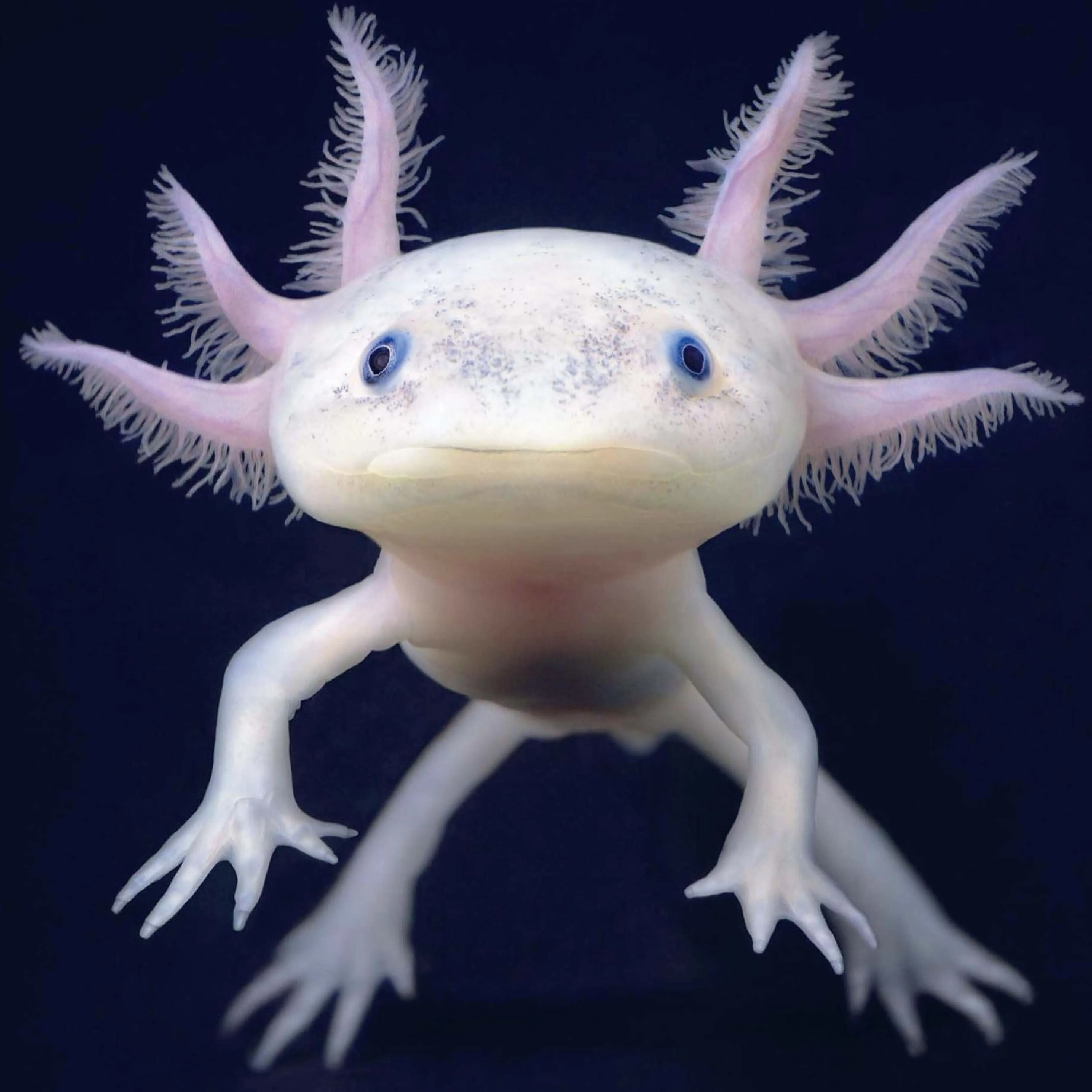 This Book is Literally Just Pictures of Tiny Animals That Will Make You Smile