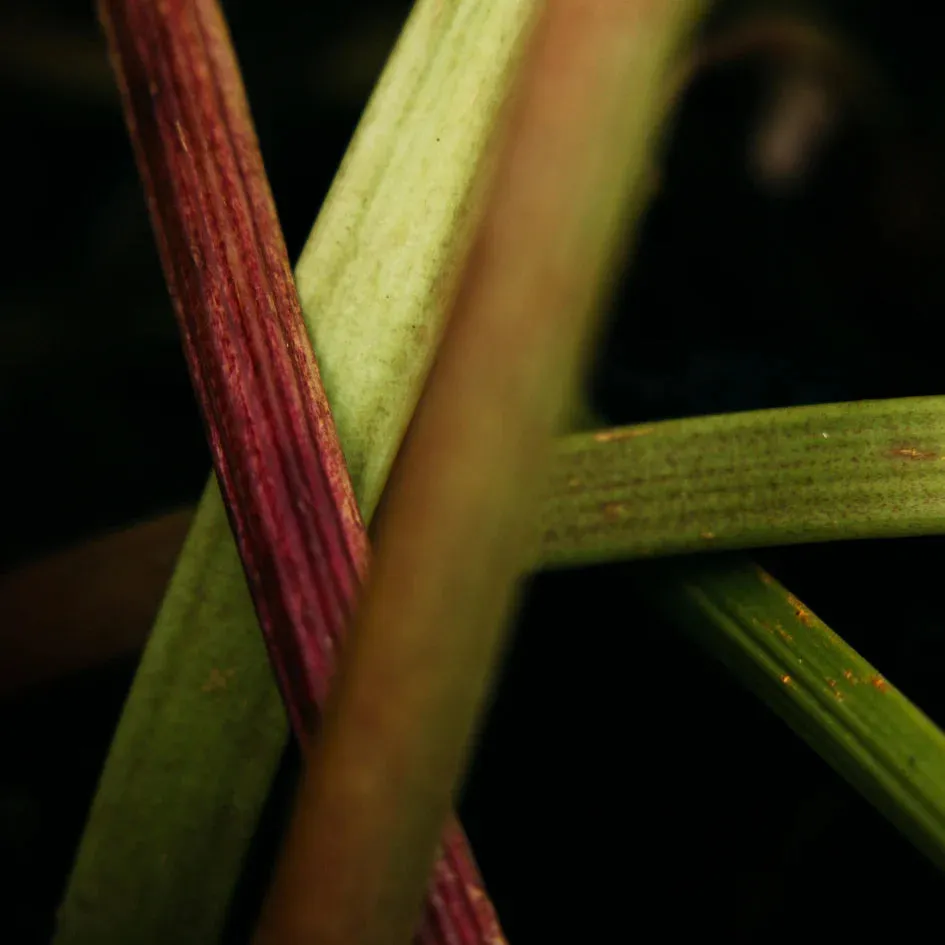 Wild Rhubarb Scented Tealights